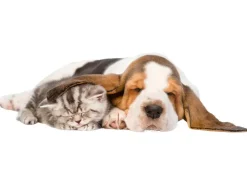 Huisdier transporttas