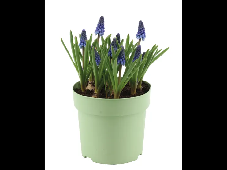 Kleurrijke bloembollenmix