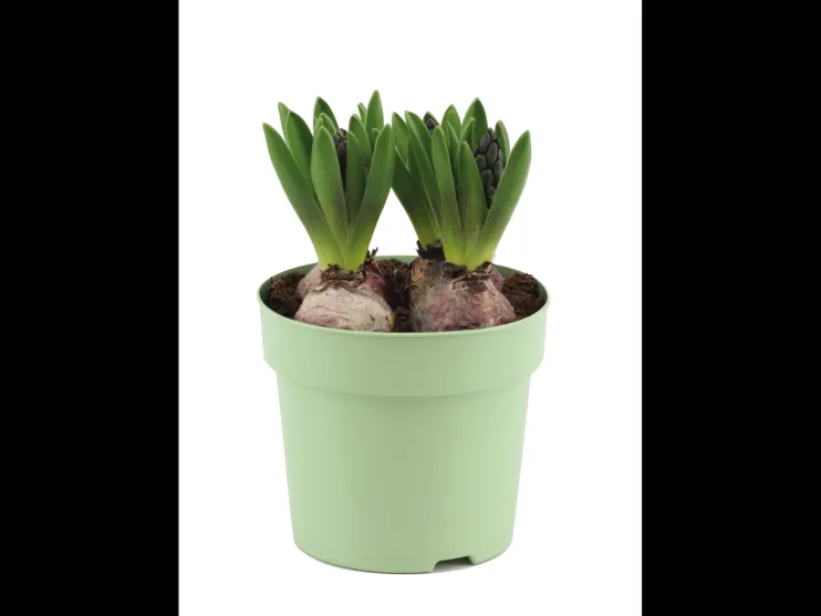 Kleurrijke bloembollenmix