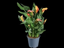 Oranje bloeiende kamerplant